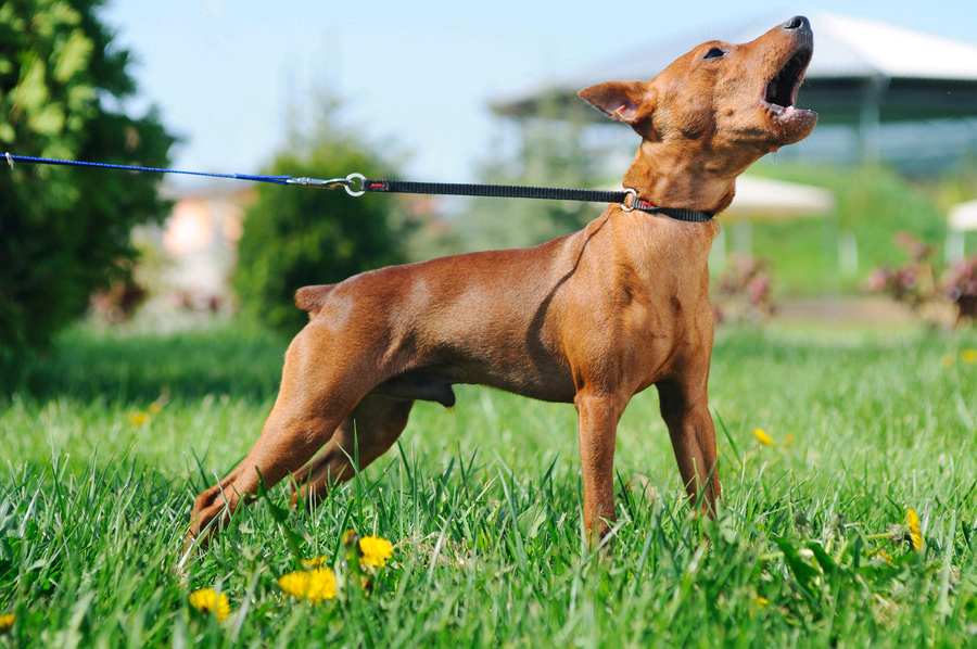 Ask Audimute - Blocking The Sounds Of Barking Dogs