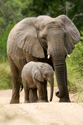 Animals Elephants