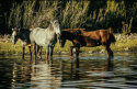 Animals Horses in Water