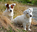Animals Puppies in Hay
