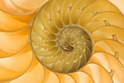 Art Nature Spiral Yellow