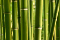 Nature Bamboo