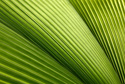 Nature Fan Palm