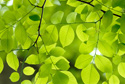 Nature Leaves
