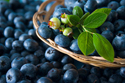 Restaurant Blueberries