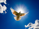 Spa Spiritual Flying Dove