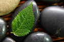 Spa Spiritual Leaf on Stones