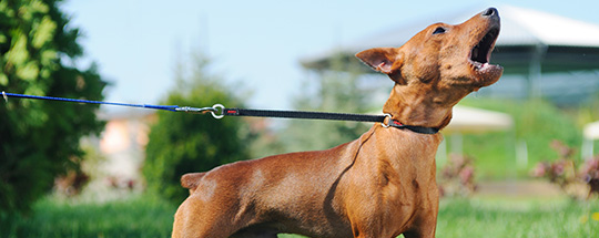 soundproof dog crate