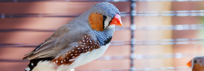 Covering bird cage cheap at night