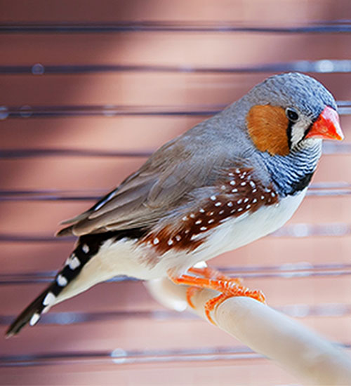 Sound proof bird cage cover